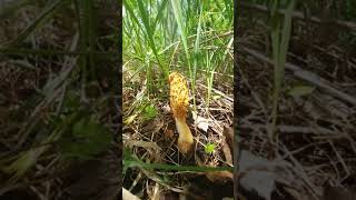 IT'S THAT TIME!!! Three days of storms and rain brought us a wonderful rainbow and.... MORELS 🍄💖 IT'S THAT TIME!!! Three days of storms and rain brought us a wonderful rainbow and.... MORELS 🍄💖