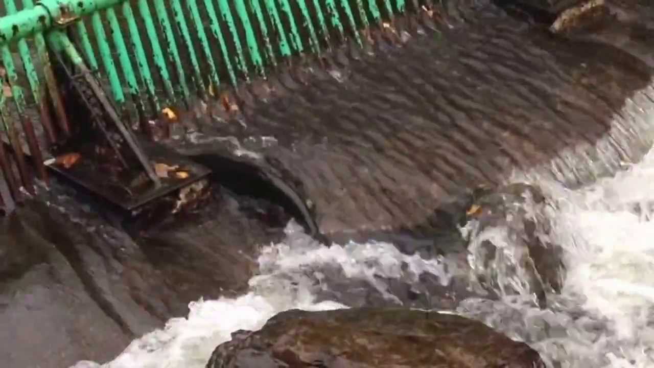 Salmon River Hatchery in Altmar New York YouTube