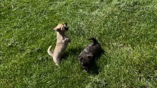 Cairn Terrier Puppies - 8 weeks by K&MPawTails 1,822 views 1 year ago 2 minutes, 6 seconds