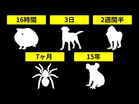 水なしでどれくらい動物は生き延びれるか Youtube