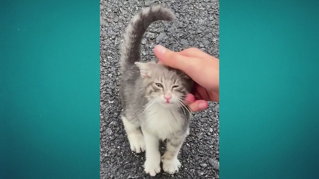 🤣😹 Невероятные кошачьи неудачи: приготовьтесь смеяться до слез! 🤣😹