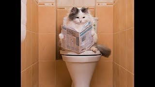 Как приучить кошку к унитазу? Советы владельцам кошек How to accustom a cat to a toilet bowl? Как приучить кошку к унитазу? Советы владельцам кошек How to accustom a cat to a toilet bowl?