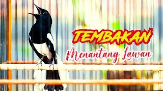 KACER NGPLAY NEMBAK ISIAN SEGUDANG, BIKIN EMOSI KACER LAINYA, PASTI LANGSUNG NYAMBAR