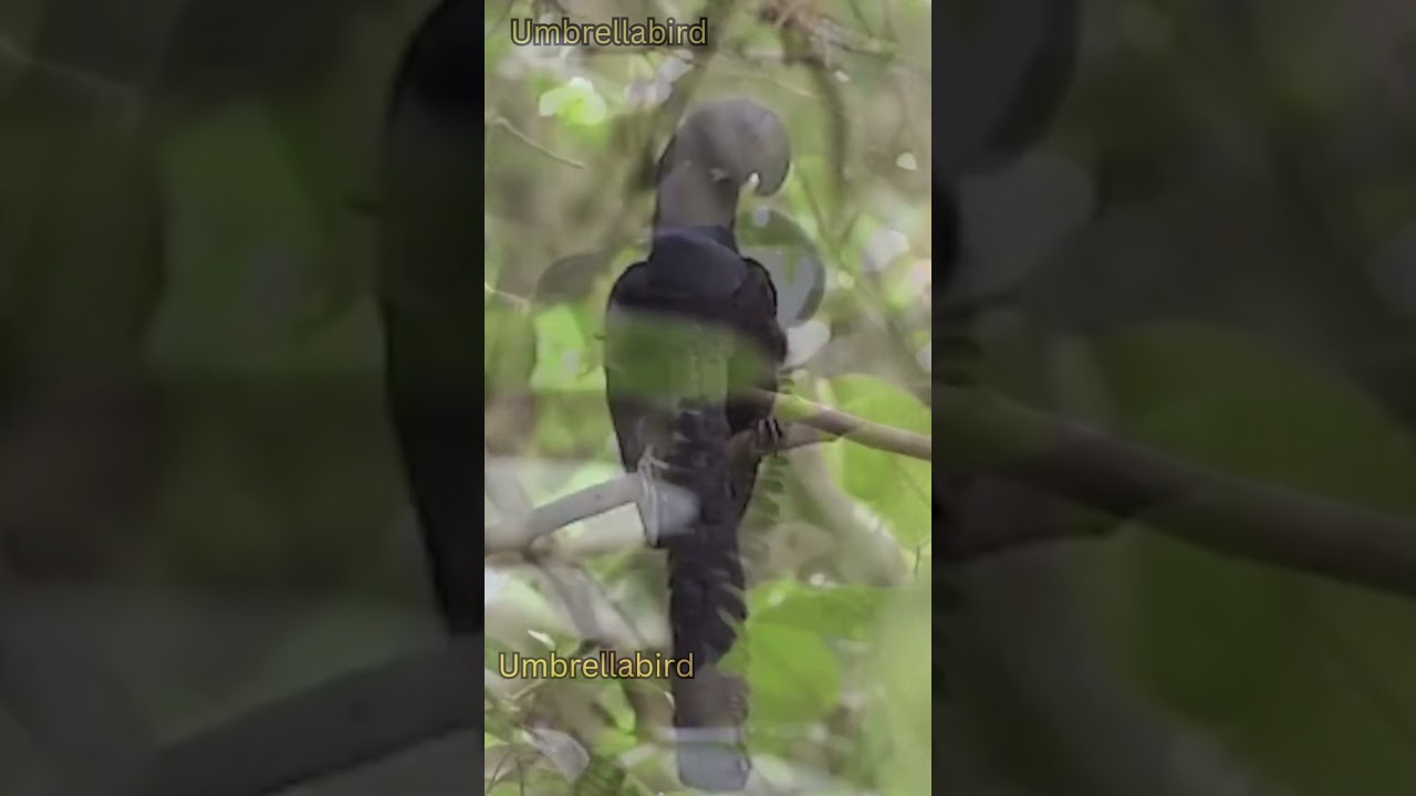 Beautiful Umbrellabird. 