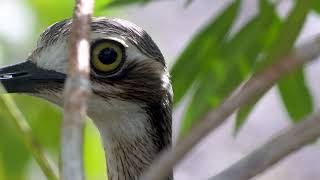 Big eye bird