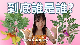 【植科大大】植物解說小教室第十七集：苦楝與台灣欒樹