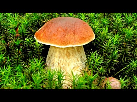 Грибы Белые Еловые, Сбор Белых Грибов, Лес Нетронутый и Природа, Тихая Охота в Карельской Тайге