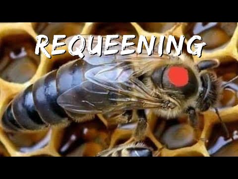 How To Requeen