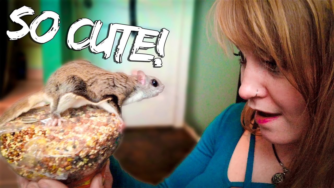 🐿 Flying Squirrel Eating Seeds [04 of 11] YouTube