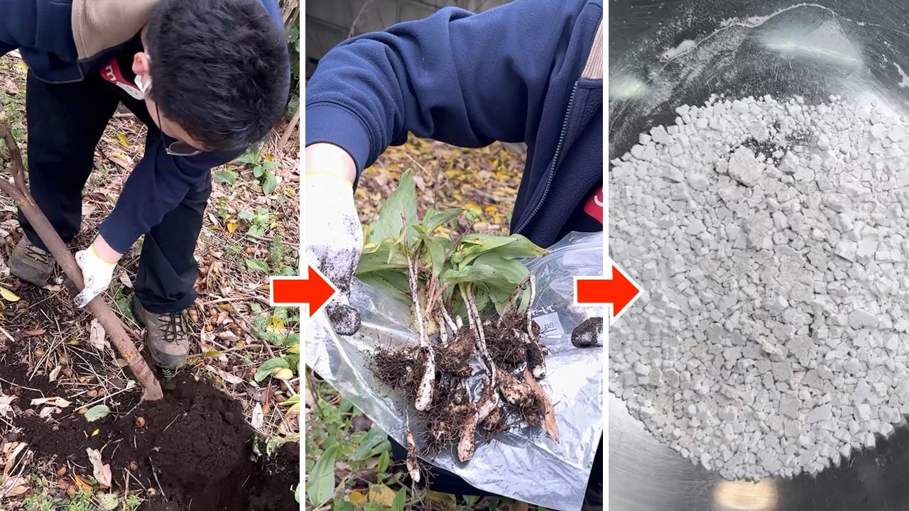 Rare! Making authentic potato starch from real dogtooth violet