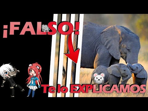 Porque los ELEFANTES