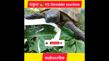 कछुआ VS shredder machine😱😱 #shorts #ytshorts #experiment #turtle #shredder Machine #crazyexperiment