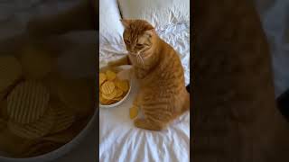 cat dance #tarending #funny #aivideo #comedy #shortvideo