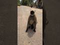 Road per langur Maa ka biscuit lene pasand 🙏🙏🧆🧆#monkey#shorts#animals#bandar#bajarang#langur