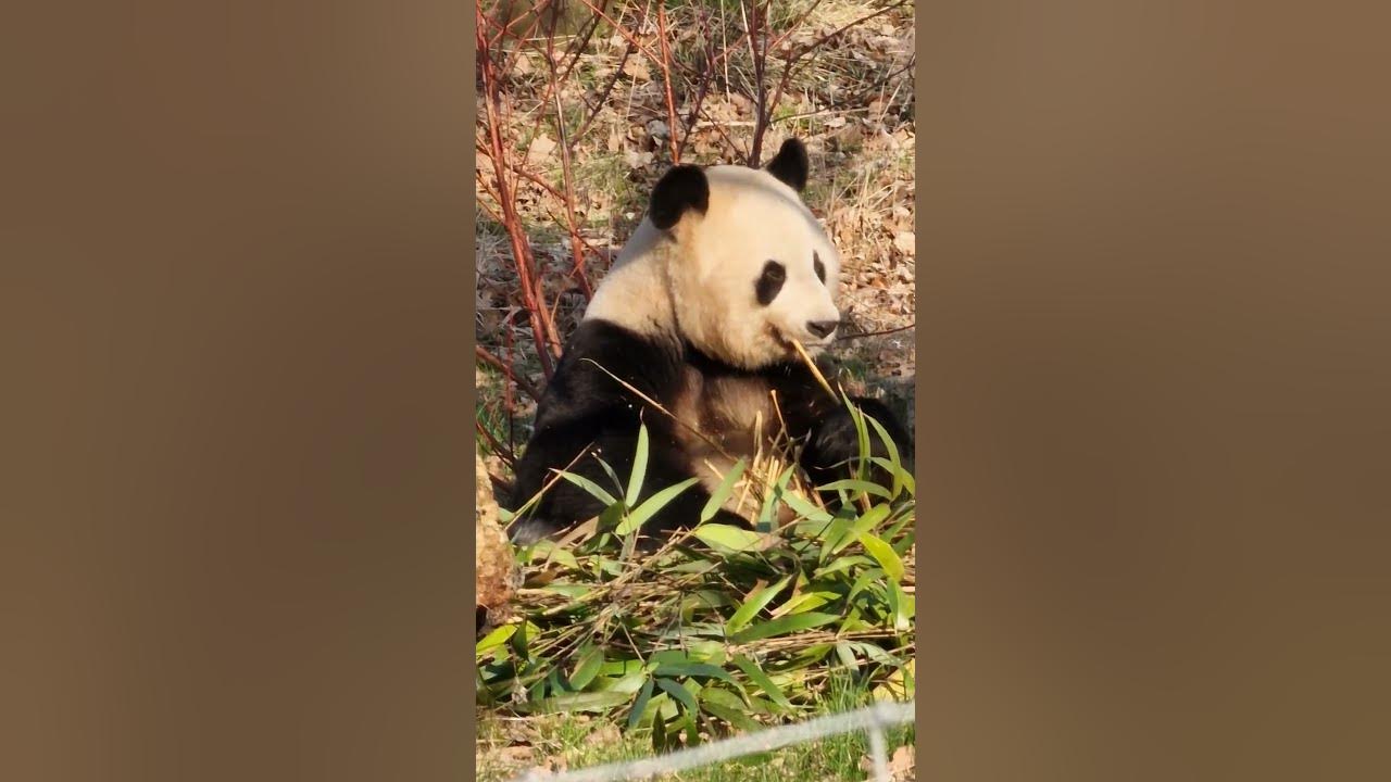 Giant Panda Edinburgh Zoo - YouTube