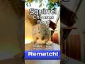 Squirrel Chooses Food Rematch edition #animals #games #reels #feed #play #live #series #free #mlbb