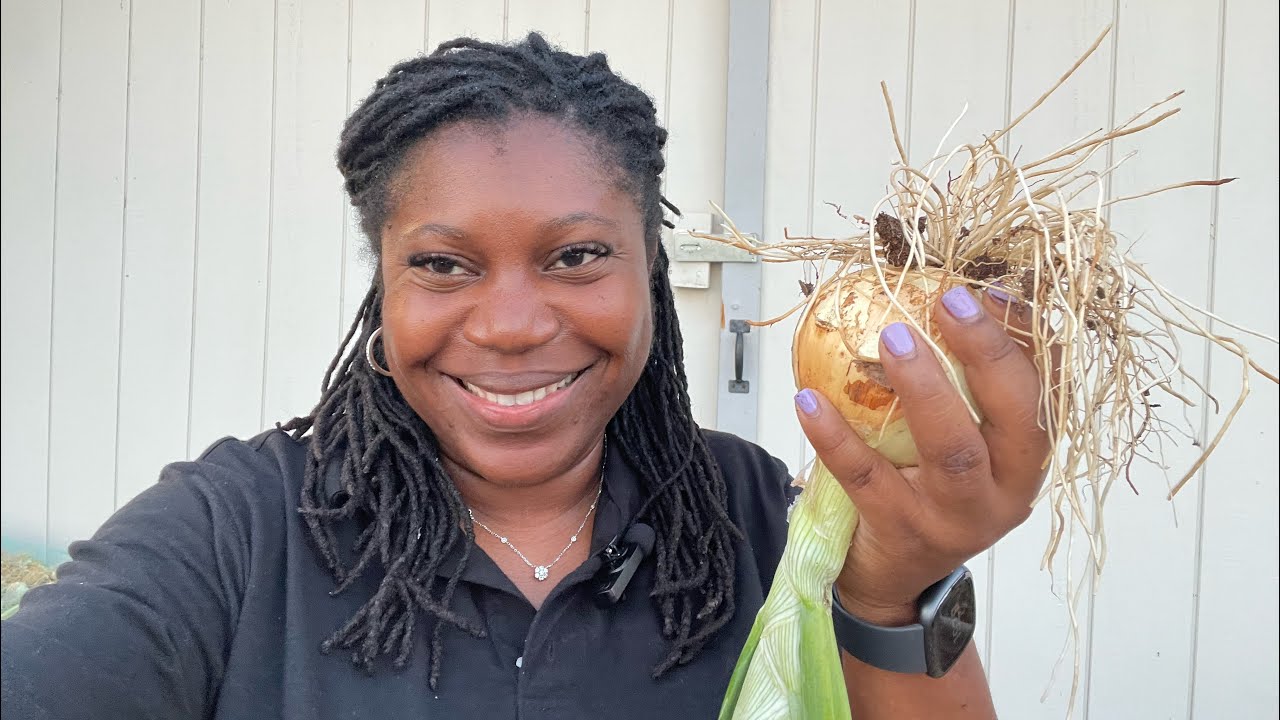 Planting out the garden and mini onion harvest YouTube