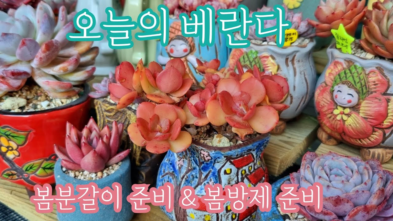 다육이 키우는 다부댁네 오늘의 베란다 : 봄 분갈이 & 봄 방제 이야기