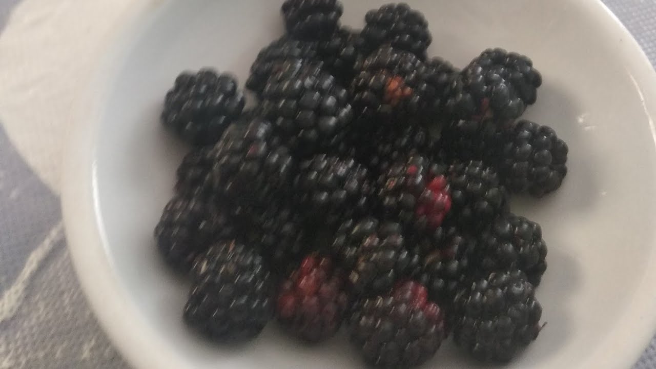 Cranberry growth stages YouTube