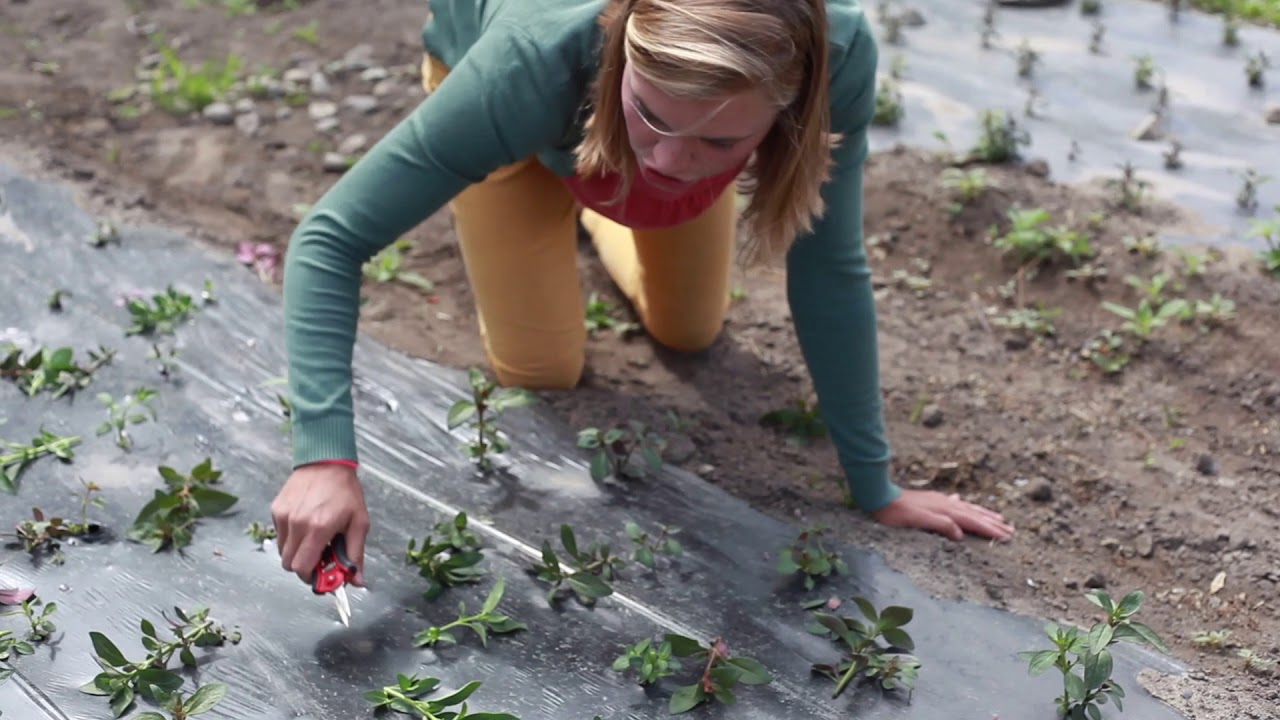 How To Triple Your Flower Harvest With One Easy Snip