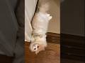 Tiny Cat, Big Attitude! 🐱💫 #CatShorts #FunnyCats #CatLovers #CatsOfYouTube #CuteCatVideos