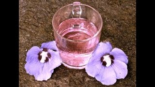 Rose Of Sharon: not just a lovely shrub-- it's edible too!