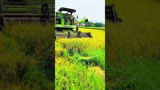 Modern Farming Technology 2026 harvest Rice Paddy#kheti#farmer#nepalifarming