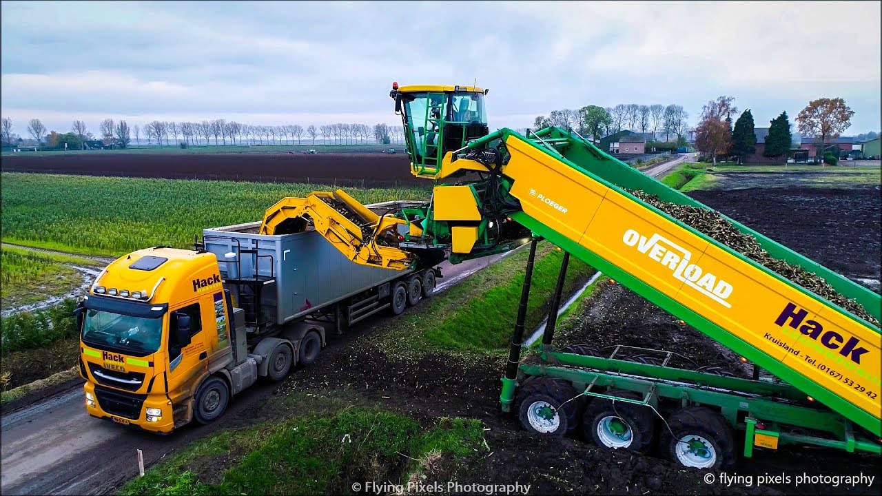 Witlof rooien / Chicory harvest / Chicorée ernten / Ploeger / Hack Overload / Hack Harvest