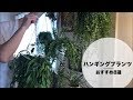 【ハンギングプランツ】吊るしにおすすめの観葉植物８選♪