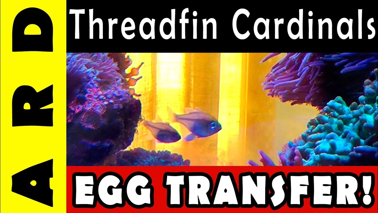 Threadfin Cardinals Egg Transfer YouTube