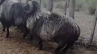 Carneros Karakul