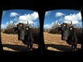 Vacas en realidad virtual | Episodio #24