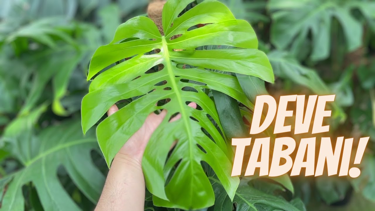 Deve Tabanı Bakımı | Monstera Bakımı | Deliciosa & Adansonii