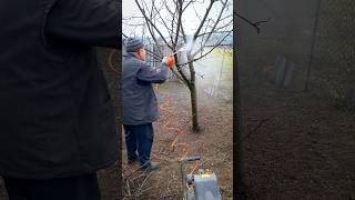 How to Properly Spray Fruit Trees? Tips for a Healthy Orchard