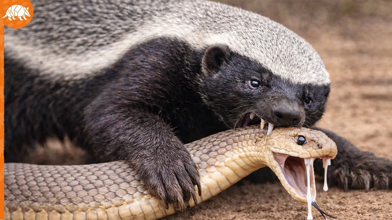 Quand le ratel décide de dévorer le roi des venins... un face-à-face ...