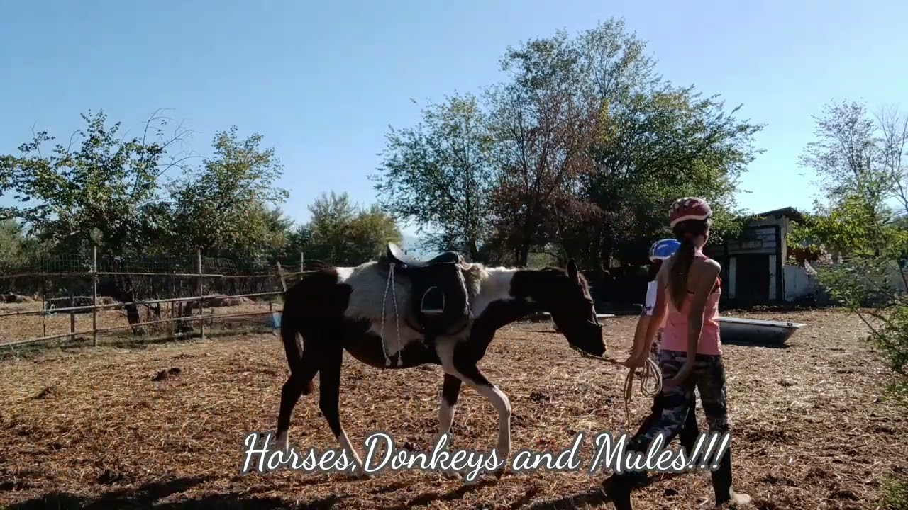 New Horse Training is PROGRESSING by leaps and bounds... HOORAY!!!