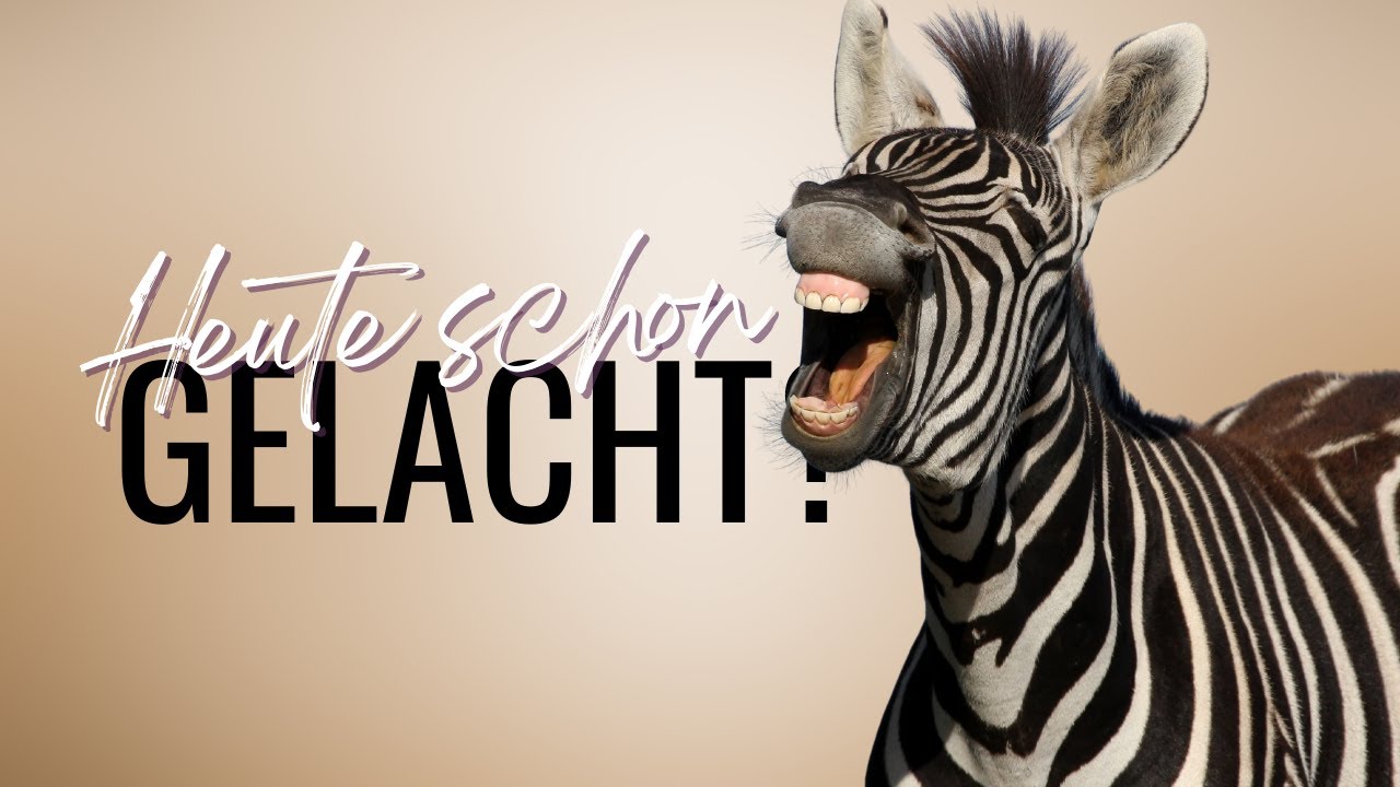 Lustige Bilder Schnupfen: Lachen ist die beste Medizin! 🤧😂