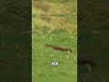 El Armiño y su ritual para cazar #animales #conejo #armiño #fauna #shorts