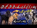 Dogli Bakri Farming | Best Goat Breed for Beginners | Dogli vs Beetal vs Makhi Cheeni Goat Farming
