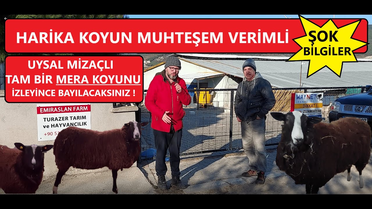 KÖY HAYATI SEVENLER İÇİN SÜT ET VE YÜN KOYUNU | MERA UYUMLU ZWARTBLES | SIFIRDAN HAYAT KURMA | #ahır
