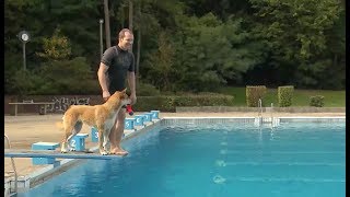 Ende der Badesaison – Wenn Hunde zu Wasserratten werden