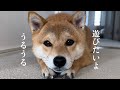 ツチノコみたいな格好で可愛く遊びに誘う柴犬