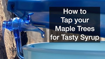 How to Tap your Maple Trees for Tasty Syrup