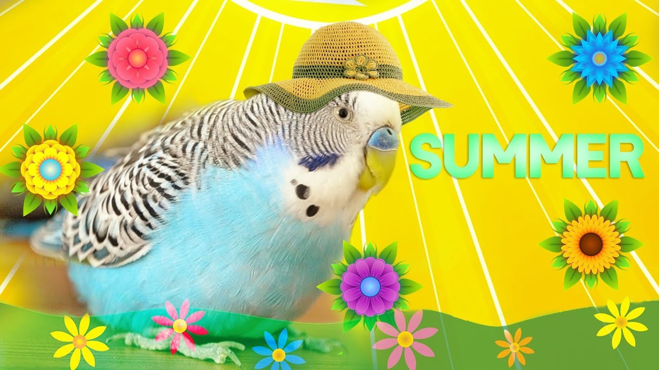 How To Cool Down A Budgie