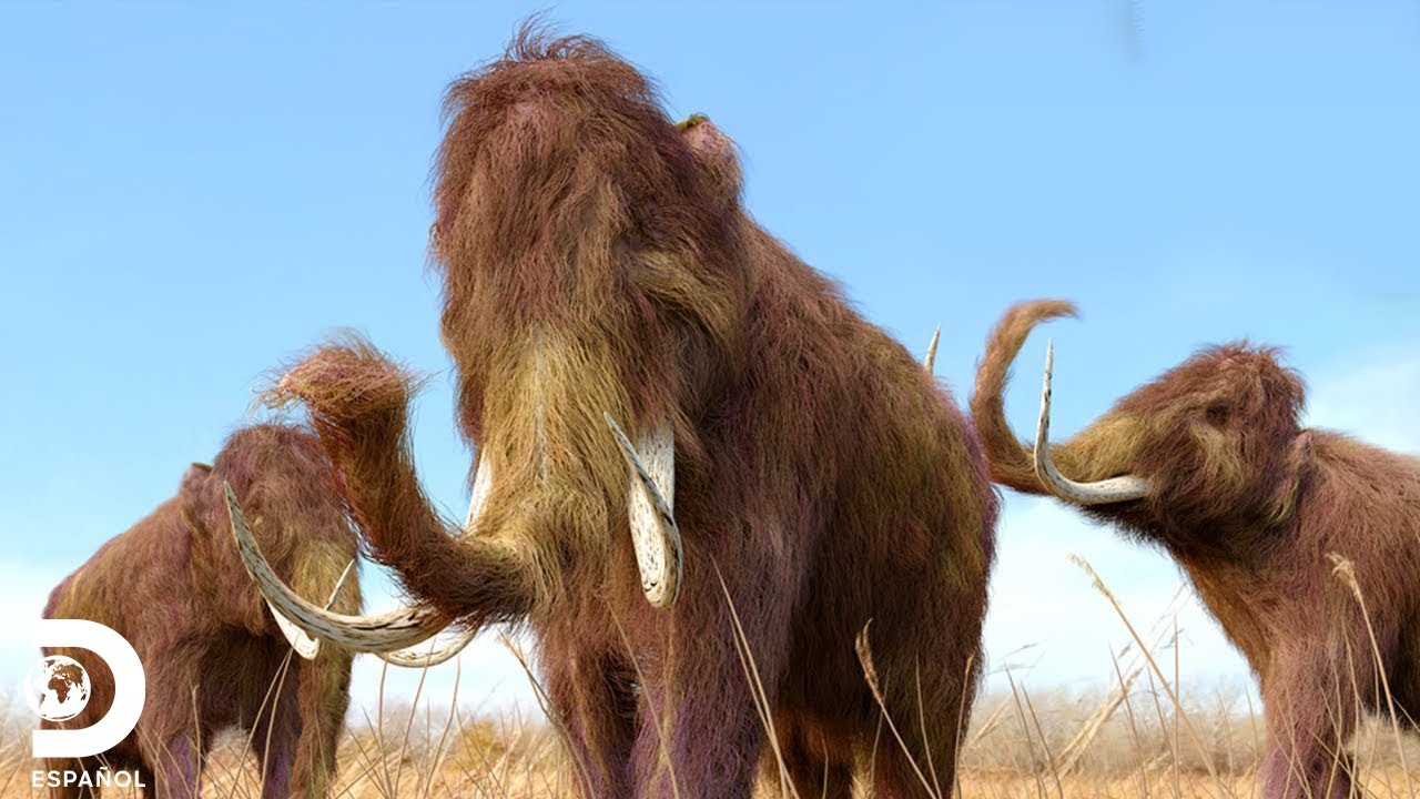 ¿Sabes qué es la Necrofauna?  | Discovery en Español