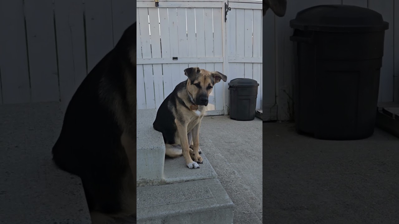 German Shepherd, Blue Heeler Mix ❤️ 😍 💖 