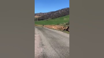 Wild Boar Charges Straight at Hunter – Intense Close Call! Part 2