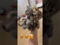 Sangat cantik dan tampan #cat #catshorts #shorts #funny #cute 1912