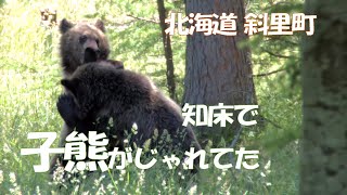 【北海道 #12 斜里町･羅臼町】知床のヒグマ