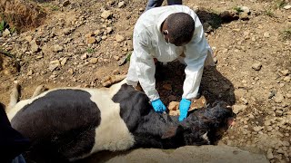 Mengungkap Pasar Daging Berbahaya yang Terkait dengan Wabah Antraks di Uganda